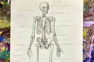 Drawing Human Anatomy + Figure Sketching for Teens